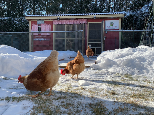 Pourquoi avoir des poules et comment se préparer à bien les garder dans sa cour